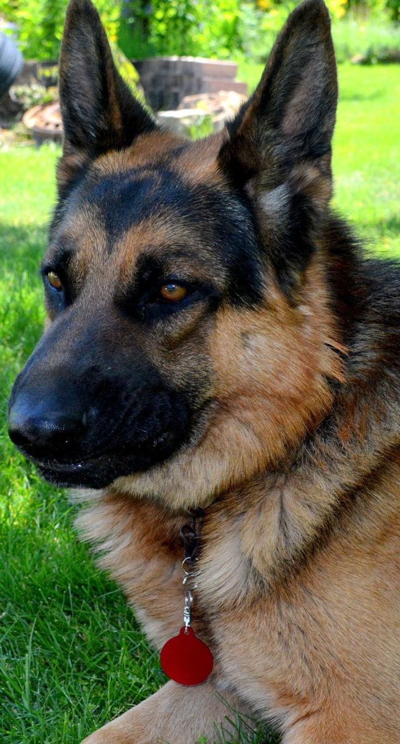 Kółko blaszka dla pupila złota 3,8 cm z miejscem na grawer Kółko red  XL. Blaszka w formie adresówki, identyfikatora dla psa. Blaszka z miejscem na grawer. Na adresówce możemy wygrawerować np. imię psa i nr telefonu do właścic.jpg